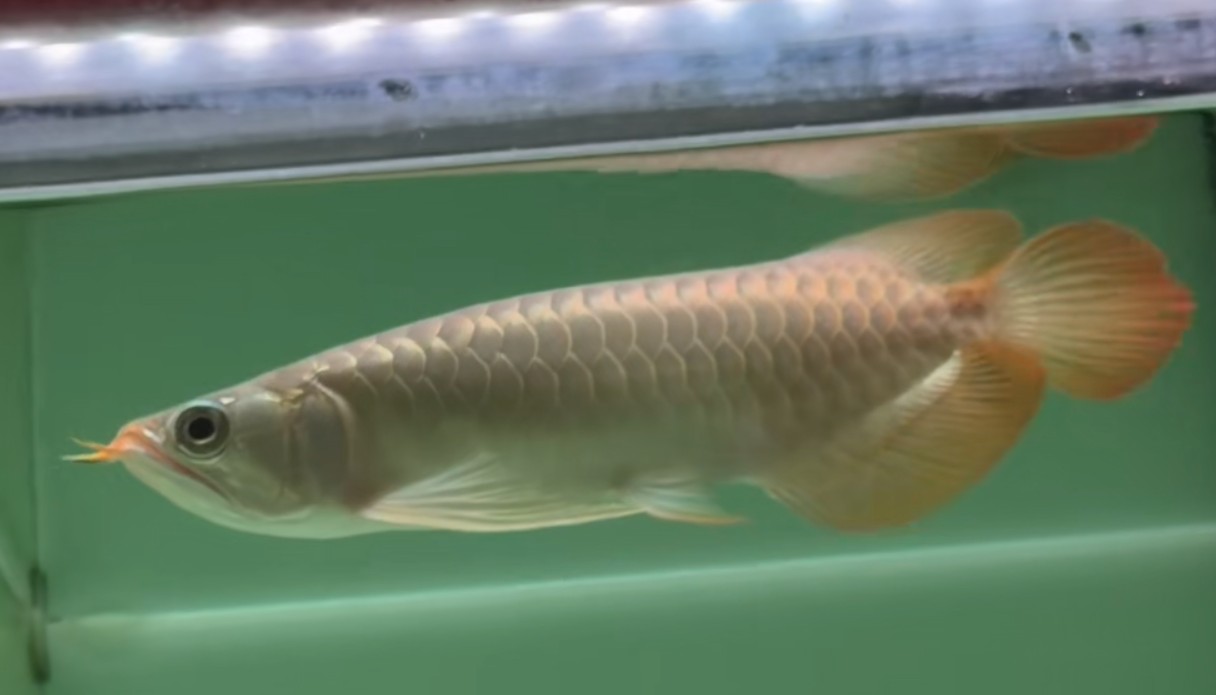 ?27cm的白玉紅龍魚小魚：27cm的白玉紅龍魚小魚是一種非常珍稀的觀賞品種